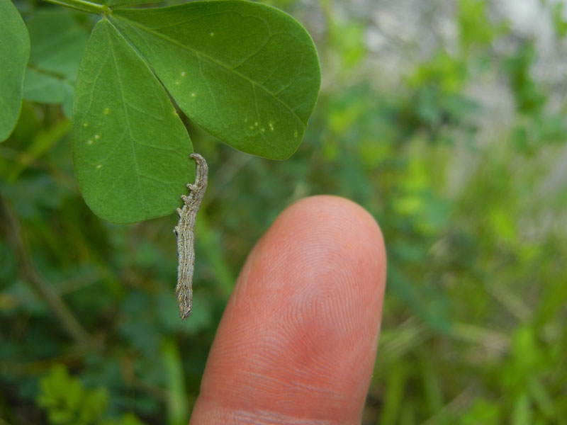 bruco: Lygephila ? - Erebidae.........dal Trentino