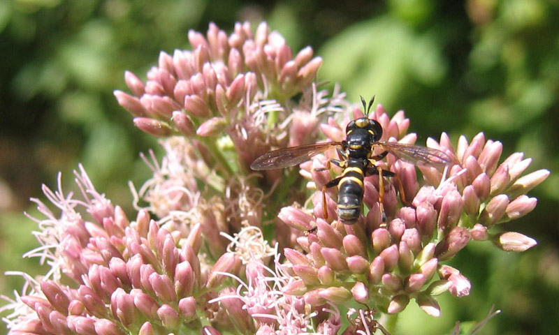 Conops flavipes.......femmina