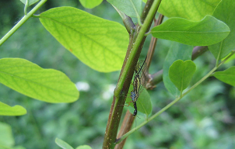 Raphidiidae da determinare... - Dichrostigma cfr. flavipes