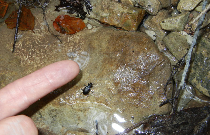 Nebria jockisckii
