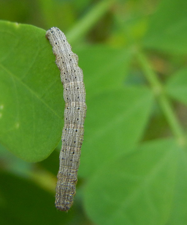 bruco: Lygephila ? - Erebidae.........dal Trentino