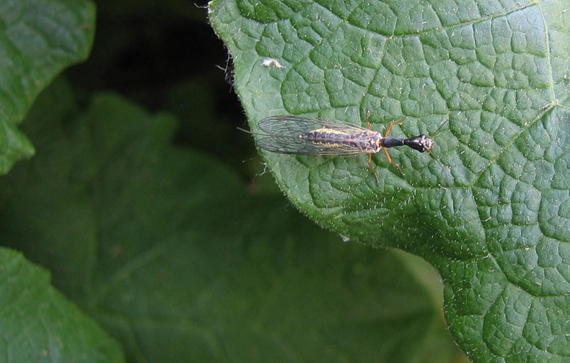 Raphidiidae da determinare... - Dichrostigma cfr. flavipes