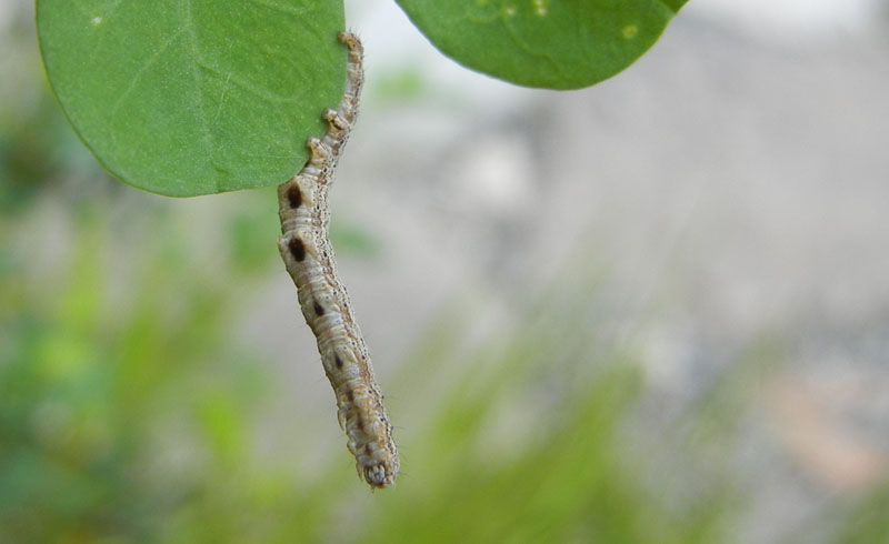 bruco: Lygephila ? - Erebidae.........dal Trentino