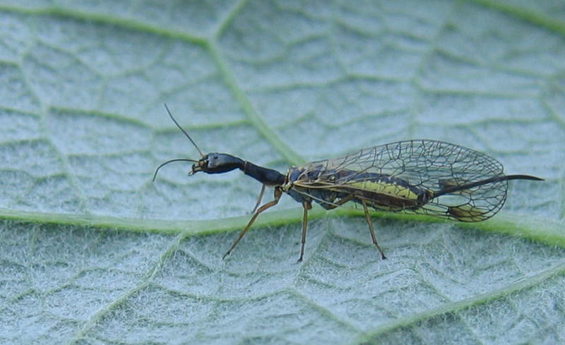 Raphidiidae da determinare... - Dichrostigma cfr. flavipes