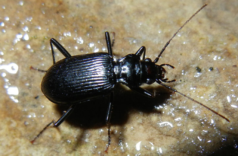 Nebria jockisckii
