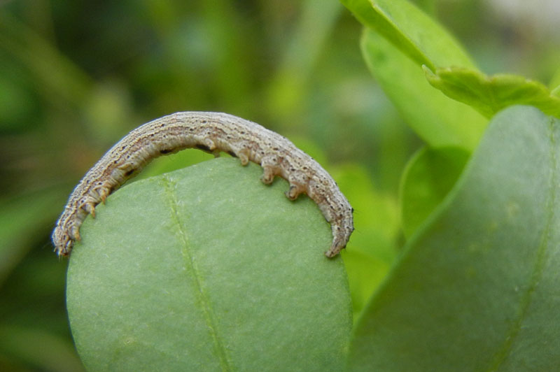 bruco: Lygephila ? - Erebidae.........dal Trentino