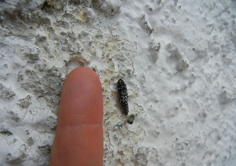 crisalide: Aporia crataegi - Pieridae..........dal Trentino