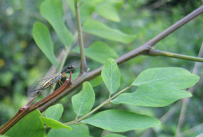 Raphidiidae da determinare... - Dichrostigma cfr. flavipes