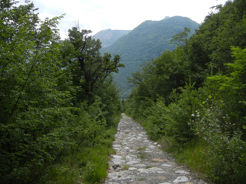 bruco: Lygephila ? - Erebidae.........dal Trentino