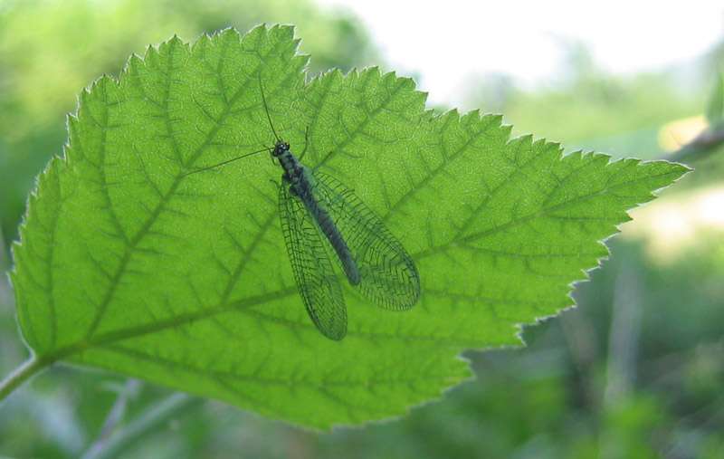 Chrysopa cfr. perla