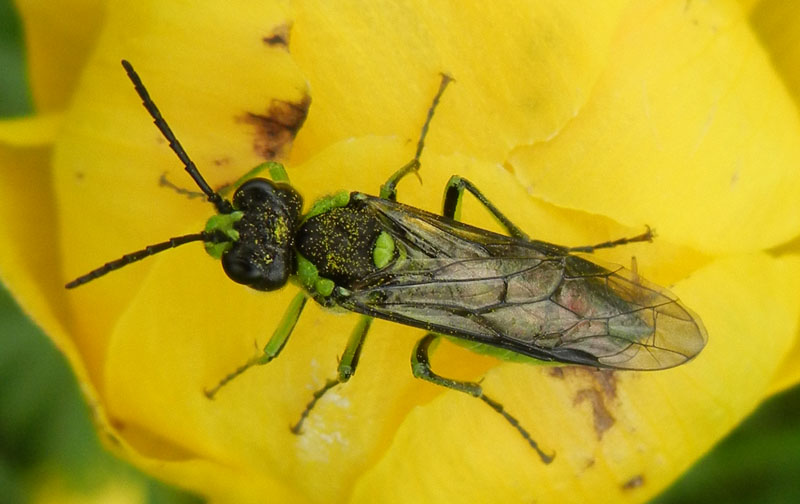 Rhogogaster sp. (Tenthredinidae)