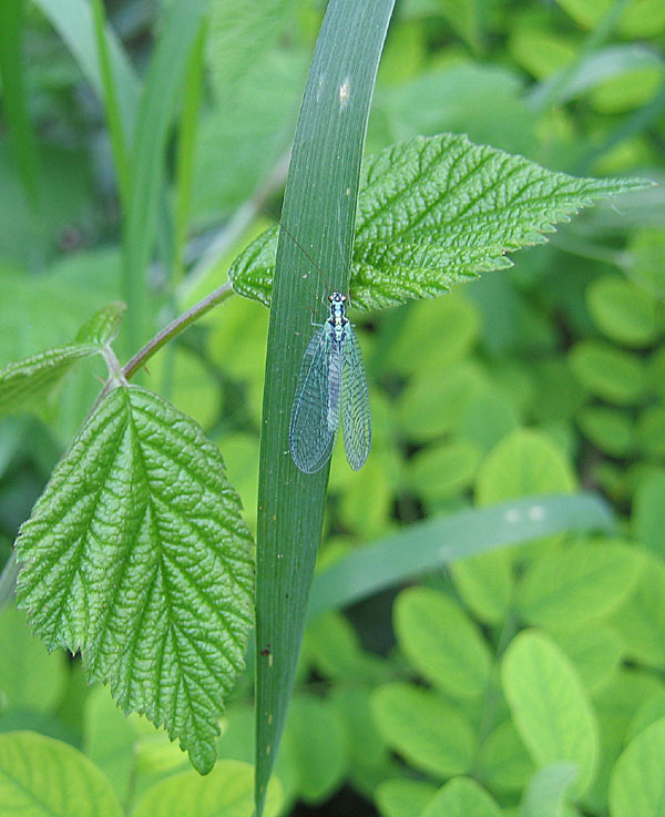 Chrysopa cfr. perla