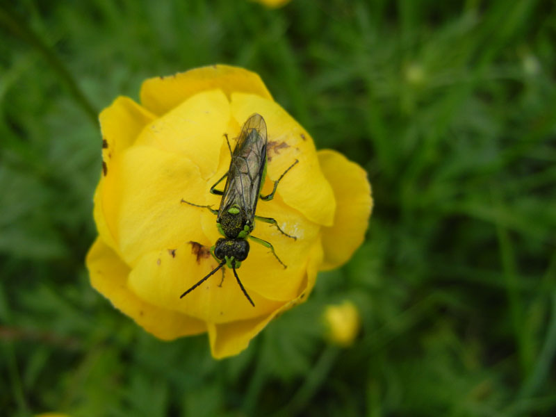 Rhogogaster sp. (Tenthredinidae)