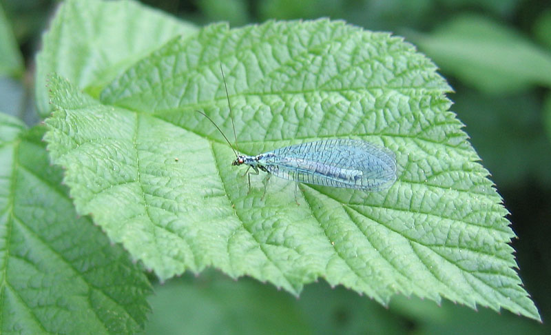 Chrysopa cfr. perla