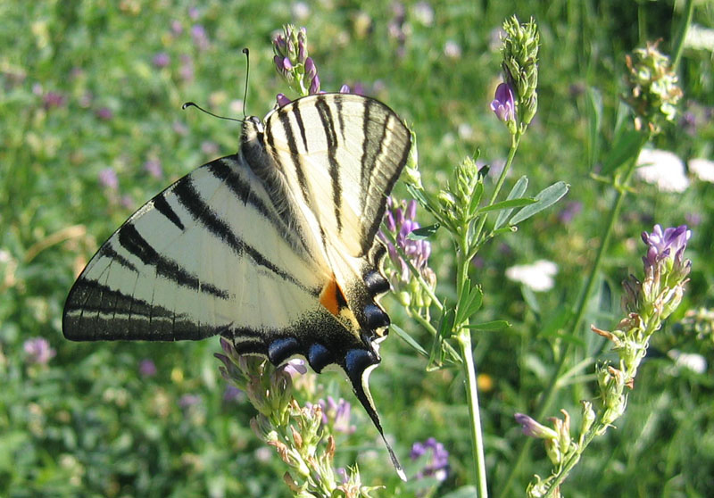 Iphiclides podalirius - Papilionidae.........dal Trentino