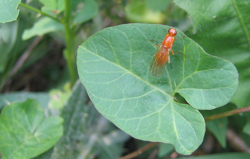 Psila sp. (Psilidae)