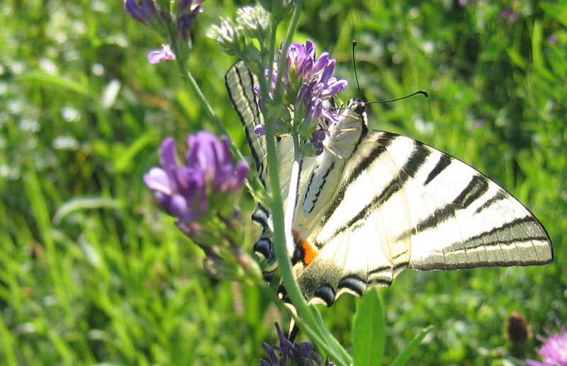 Iphiclides podalirius - Papilionidae.........dal Trentino