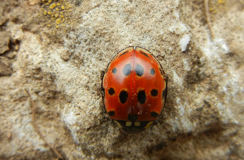 Anatis ocellata