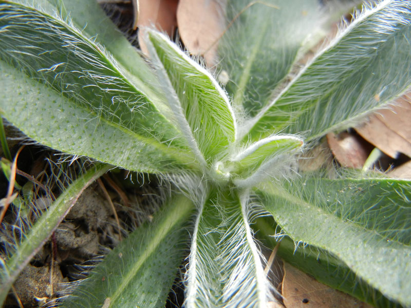 da determinare- Pilosella sp.