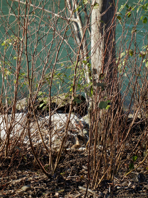 Conigli - Fiume Adige