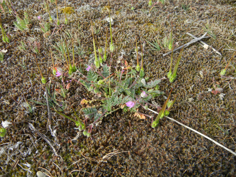 Erodium cicutarium / Becco di Gr comune