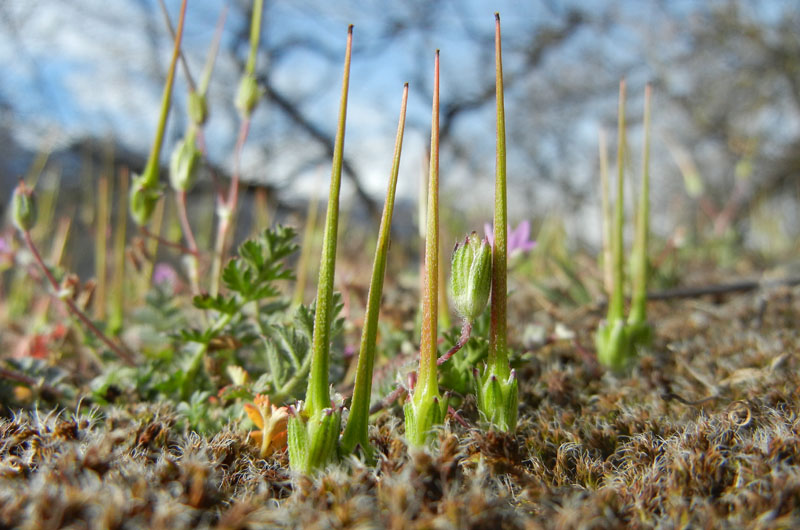 Erodium cicutarium / Becco di Gr comune