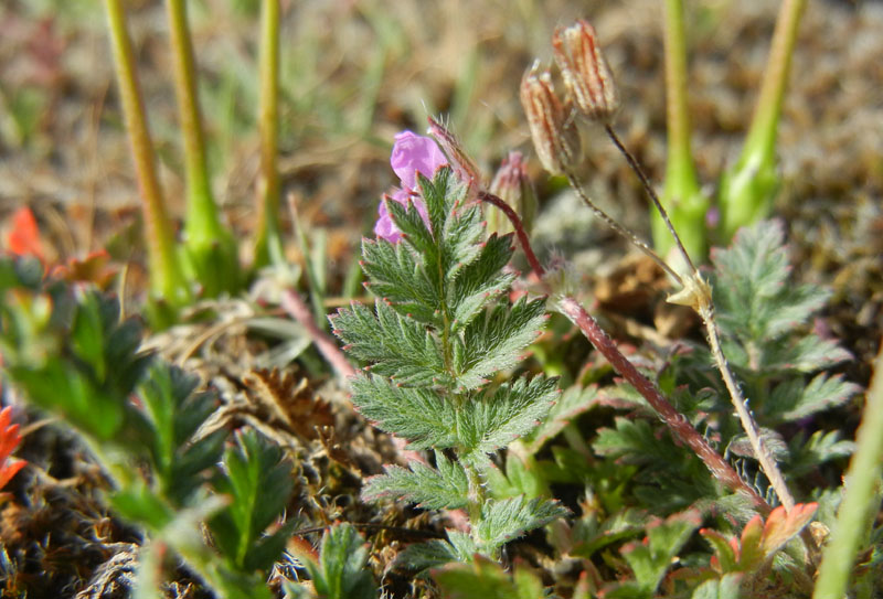Erodium cicutarium / Becco di Gr comune
