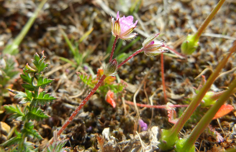 Erodium cicutarium / Becco di Gr comune