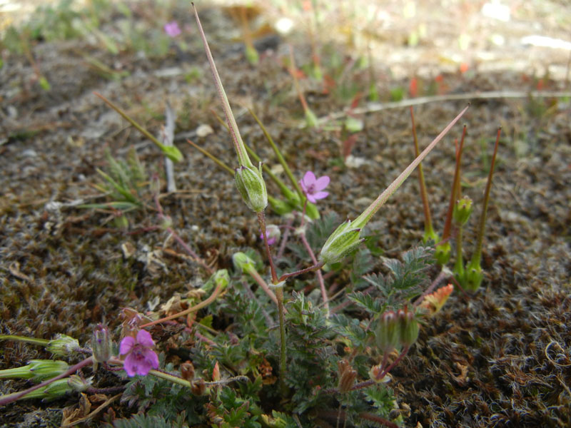 Erodium cicutarium / Becco di Gr comune