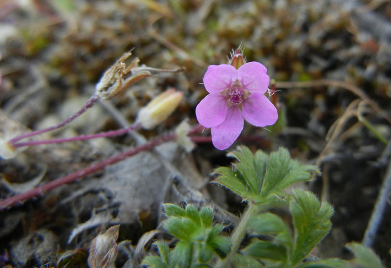 Erodium cicutarium / Becco di Gr comune