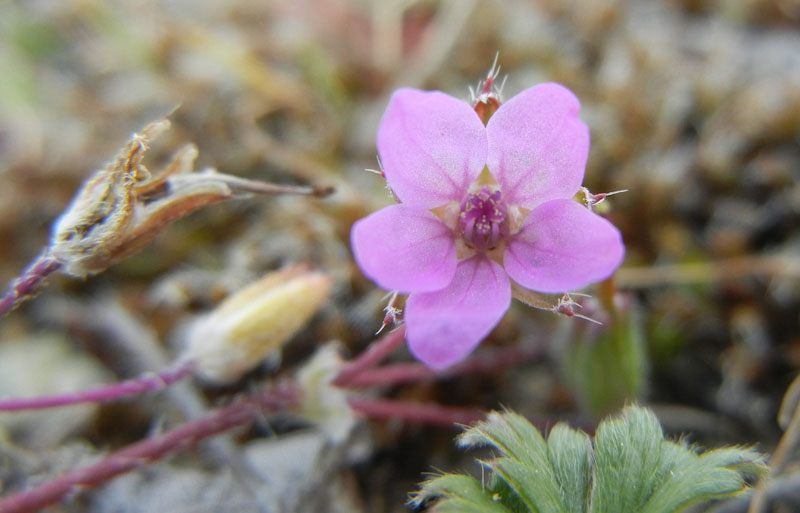 Erodium cicutarium / Becco di Gr comune