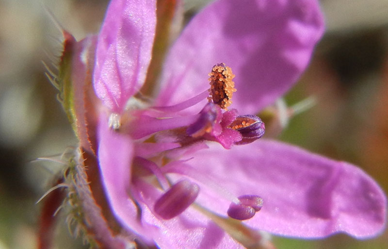Erodium cicutarium / Becco di Gr comune