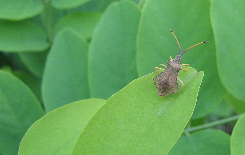 Coreidae: Syromastus rhombeus di Trento