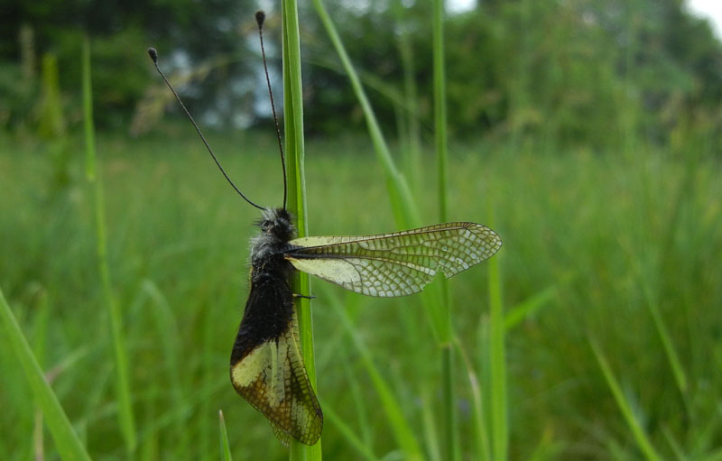 Libelloides coccajus