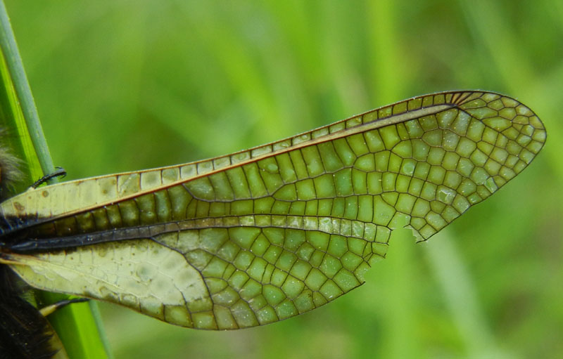 Libelloides coccajus