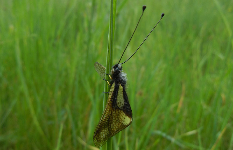 Libelloides coccajus