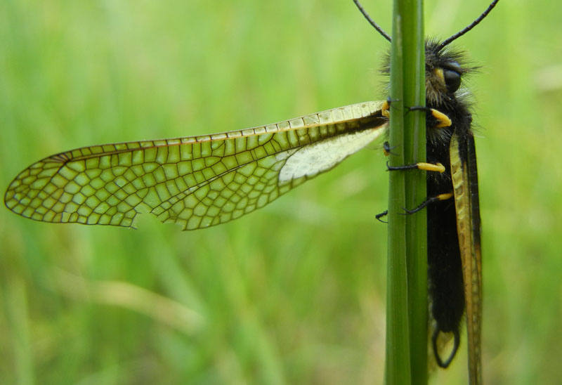 Libelloides coccajus