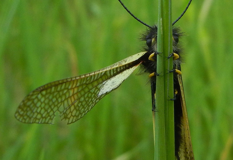 Libelloides coccajus