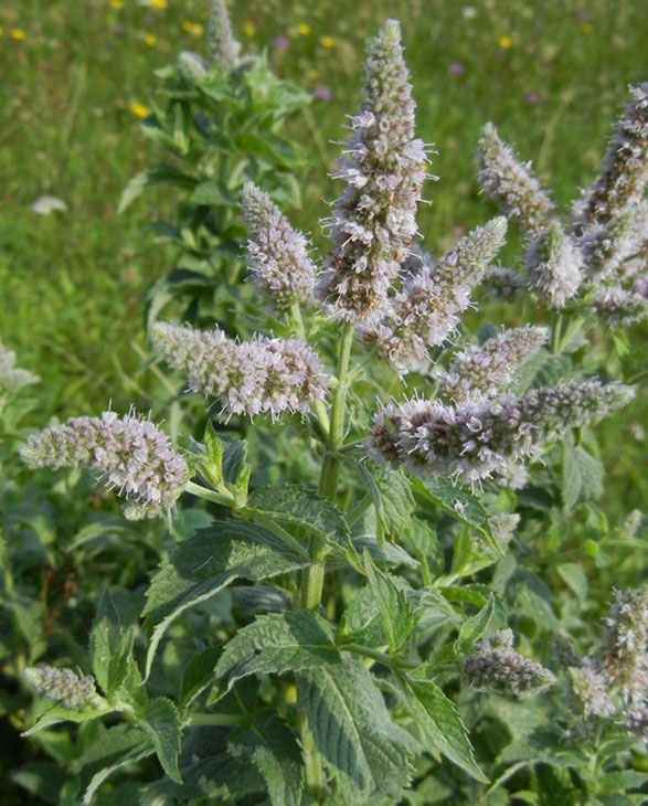 Mentha sp.
