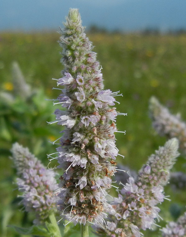Mentha sp.