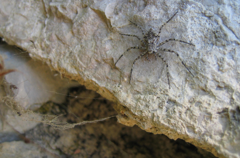 Philodromus margaritatus