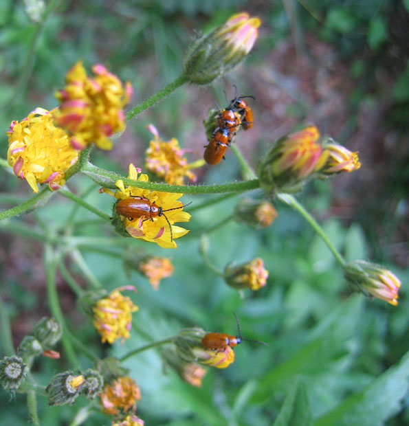 Exosoma lusitanicum (Chrysomelidae)