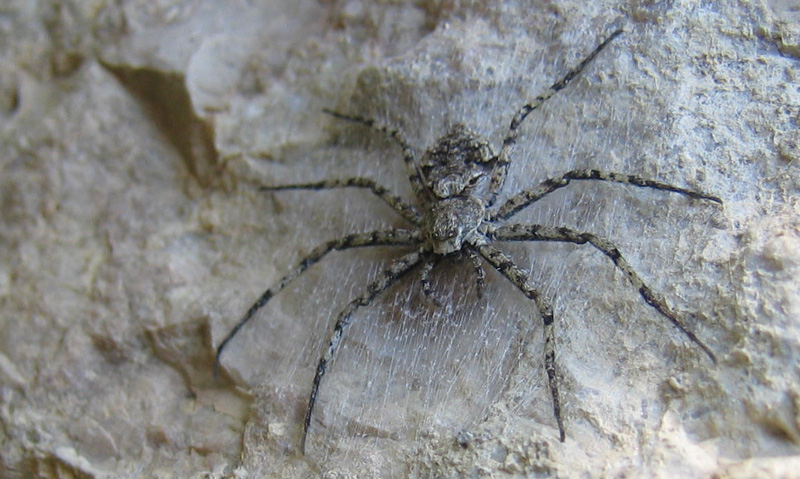 Philodromus margaritatus