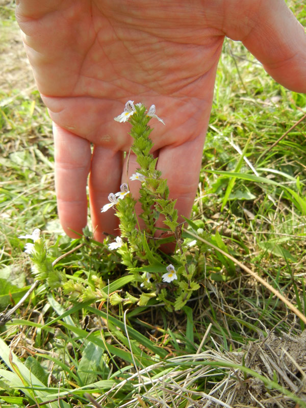 Euphrasia sp.