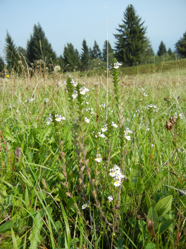 Euphrasia sp.