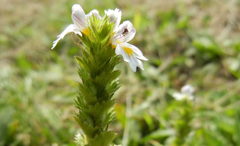 Euphrasia sp.