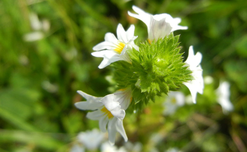 Euphrasia sp.