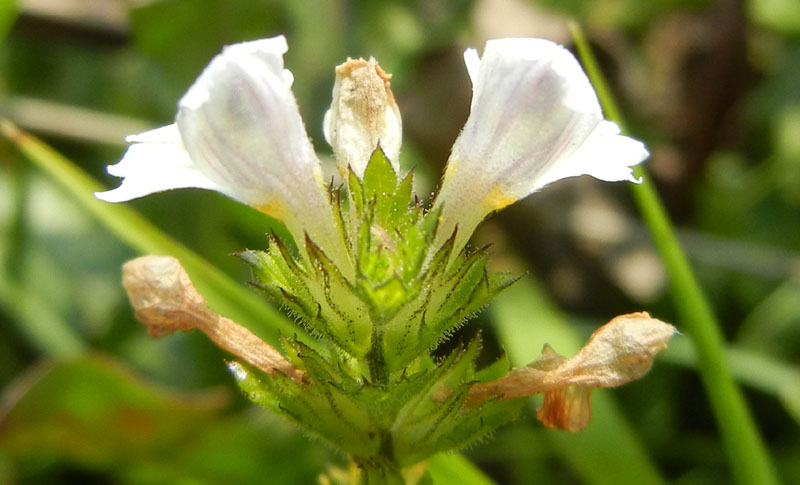Euphrasia sp.