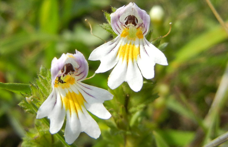 Euphrasia sp.