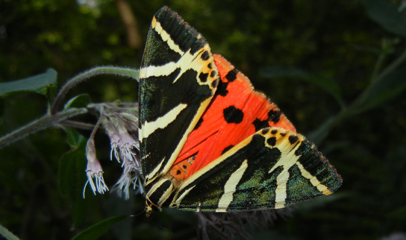 Euplagia quadripunctaria - Erebidae Arctiinae...dal Trentino